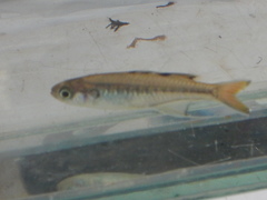 Pseudomugil signifer