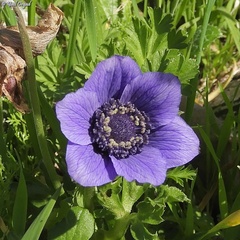 Anemone coronaria