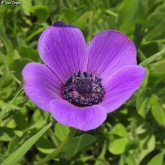 Anemone coronaria