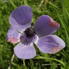 Anemone coronaria