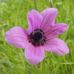 Anemone coronaria