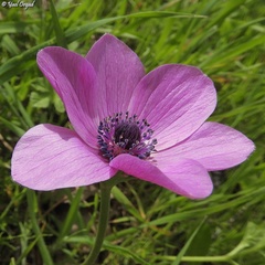 Anemone coronaria