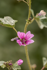 Malva sylvestris