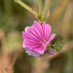 Malva sylvestris