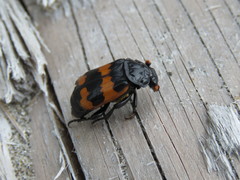 Nicrophorus investigator