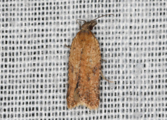 Constrictana constrictana