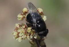 Copestylum comstocki