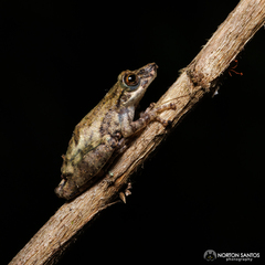 Scinax argyreornatus
