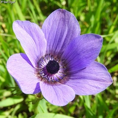 Anemone coronaria