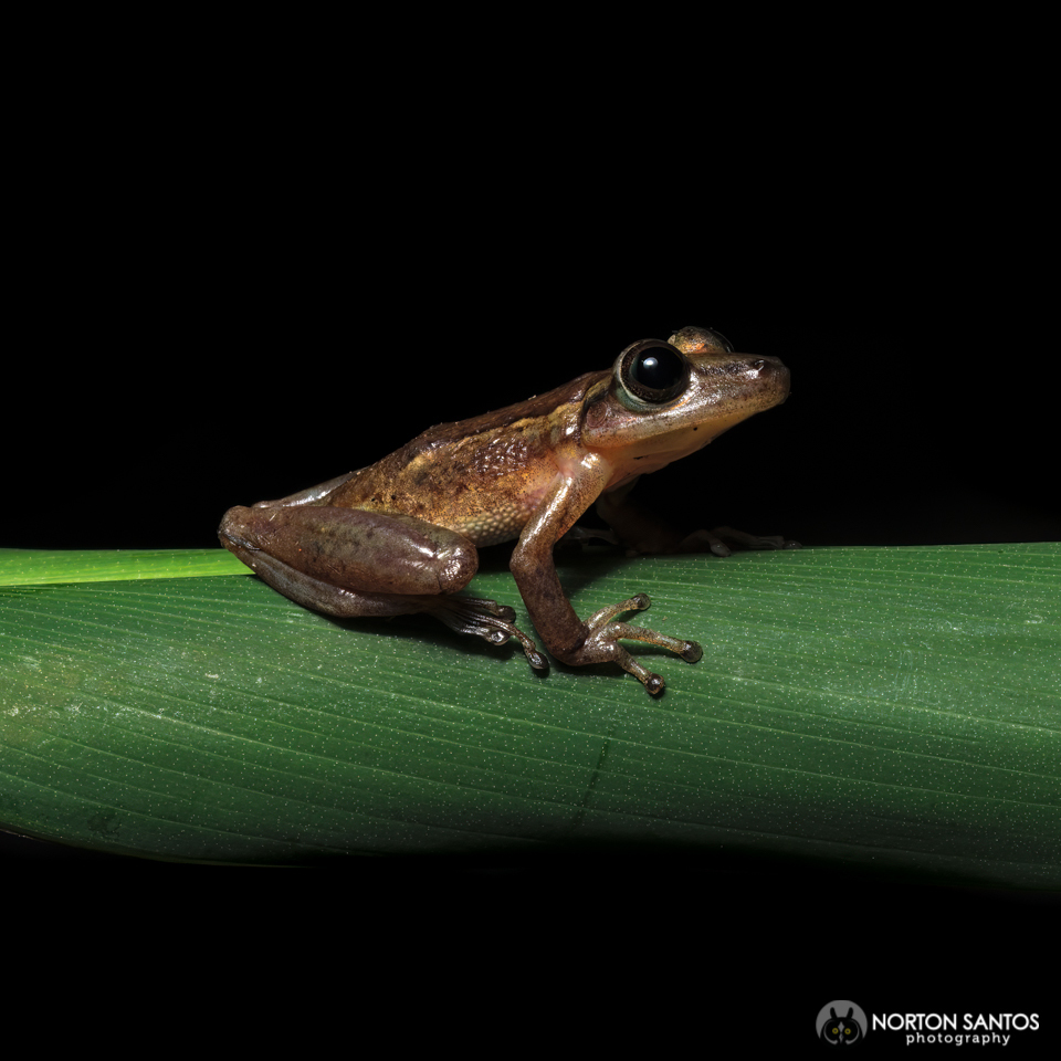 Coastal Snouted Tree Frog