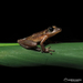Coastal Snouted Tree Frog - Photo (c) Norton Santos, some rights reserved (CC BY-NC), uploaded by Norton Santos