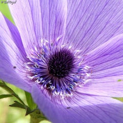 Anemone coronaria