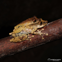 Scinax littoralis