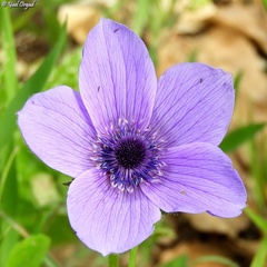 Anemone coronaria