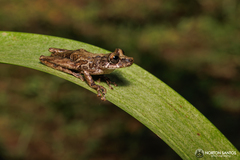 Scinax littoralis