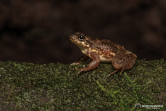 Hylodes dactylocinus