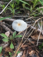 Parasola plicatilis image