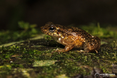 Hylodes dactylocinus