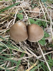 Psathyrella spadiceogrisea