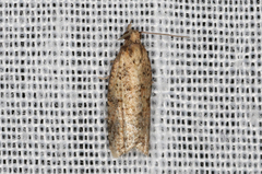 Constrictana constrictana