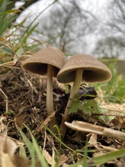 Psathyrella spadiceogrisea
