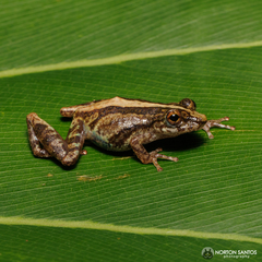 Scinax argyreornatus