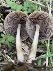 Psathyrella spadiceogrisea