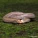 Smallhead Worm Lizard - Photo (c) Norton Santos, some rights reserved (CC BY-NC), uploaded by Norton Santos