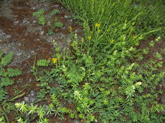 Genista sagittalis