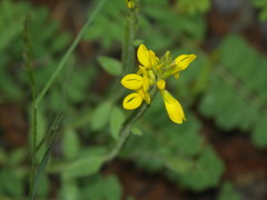 Genista sagittalis