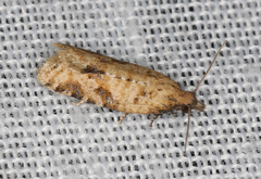 Constrictana constrictana