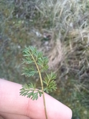 Selinum