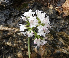 Valeriana italica