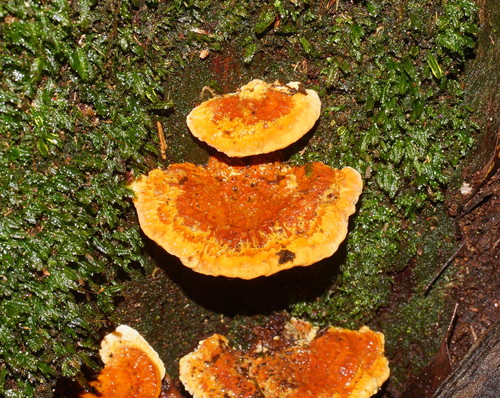 Polyporus australiensis image