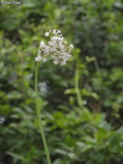Valeriana italica