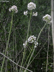 Valeriana italica