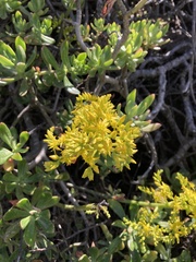 Sedum praealtum