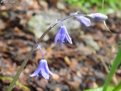 Scilla cilicica