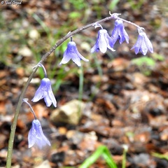 Scilla cilicica