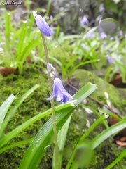 Scilla cilicica