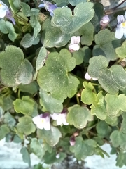 Cymbalaria muralis