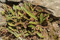 Asplenium ceterach ceterach