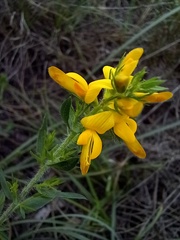 Genista tournefortii