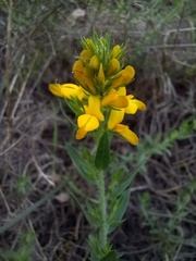 Genista tournefortii