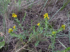 Genista tournefortii