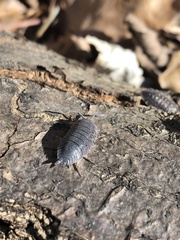 Porcellio scaber