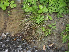 Carex umbrosa