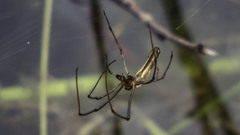Tetragnatha elongata