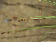Carex umbrosa