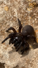 Amblyocarenum walckenaeri